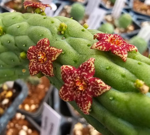 Larryleachia cactiformis no - larryleachia,