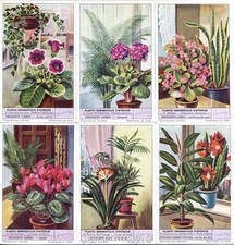 Chromo Liebig Sang. 1574 BEL Piante Ornamentali ANNO 1953