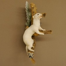 Hermelin Wiesel Invernale