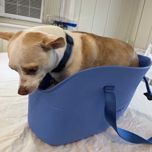 Zeus pico borsa - borsa, cani