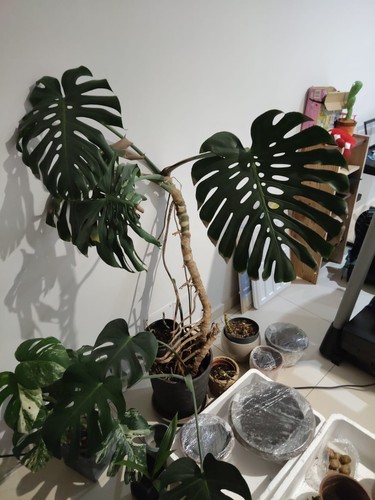 Monstera deliciosa pianta xl - pianta,