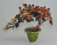 N9242s magnifica pianta bonsai - magnifica,
