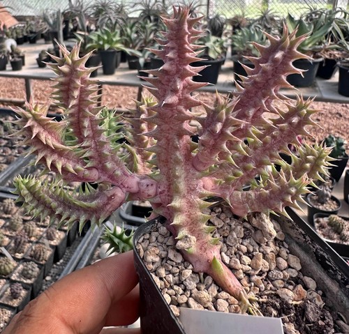 Huernia nastro rosso - , x'