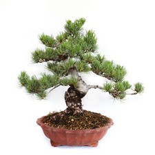 Bonsai pinus parviflora - bonsai,