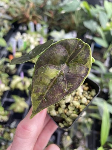 Alocasia azlanii aurea - alocasia,