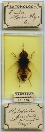 Antico diapositiva per