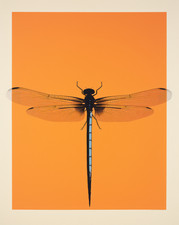 Poster Libellula Minimale -