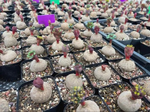 Rara asta euphorbia - rara,
