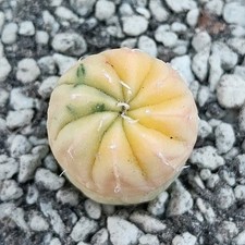 Astrophytum asterias Nishiki