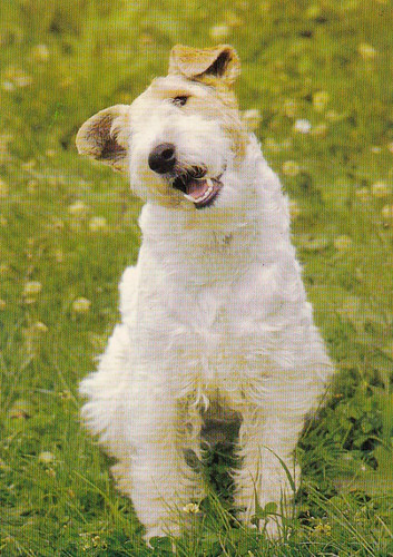 Cartolina fox terrier - cartolina,