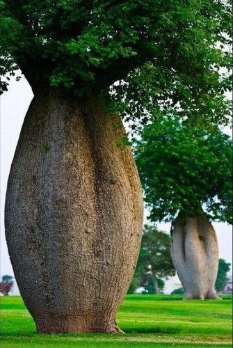 Pianta ceiba speciosa pink - di,