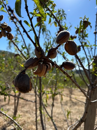 Mandorle sicilia con guscio - con,
