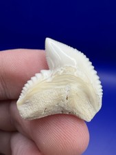 Dente di squalo tigre moderno