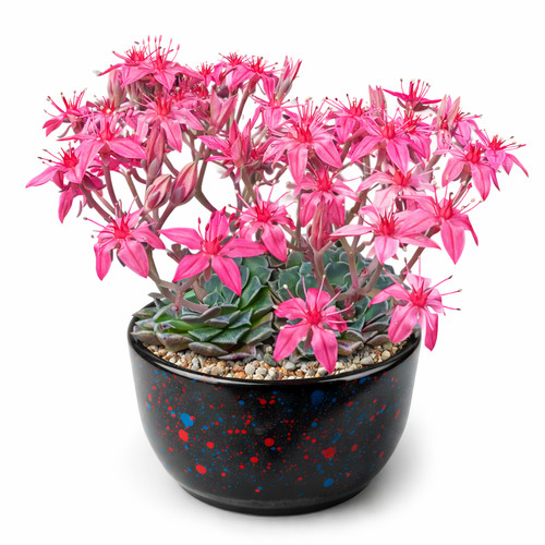 Graptopetalum bellum seeds - bellum,