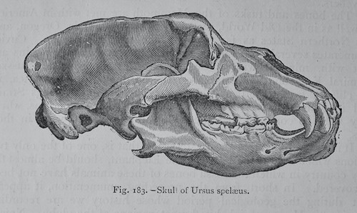 Teschio preistorico ursus - teschio,