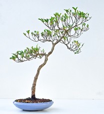 Bonsai di Azalea - Rododendro