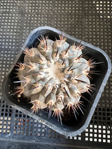 Copiapoa cinerea spine - copiapoa, cinerea,