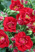 Rosa "Rosa polyantha" pianta