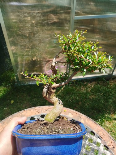 Bonsai punica granatum - granatum, nana