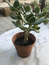 Crassula ovata albero - crassula,