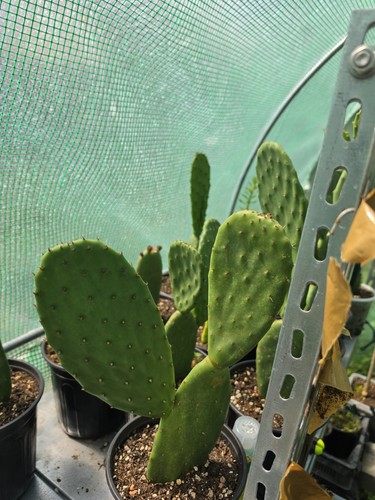 Fico india cactus - d'india,