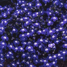 50 SEMI di LOBELIA Nana