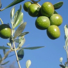 PIANTA DI ULIVO FAVOLOSA in