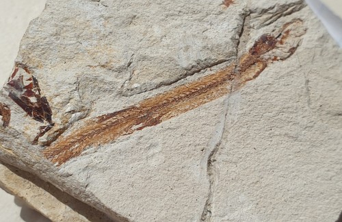 Anguilla fossile abisaadia - anguilla,