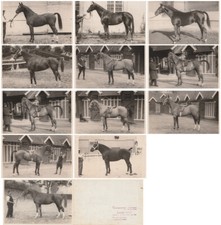 LOT 12 PHOTOS FRENCH HORSES