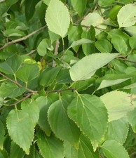 Celtis jessoensis | Japanese hackberry | Jesso hackberry - Zügelbaum giapponese