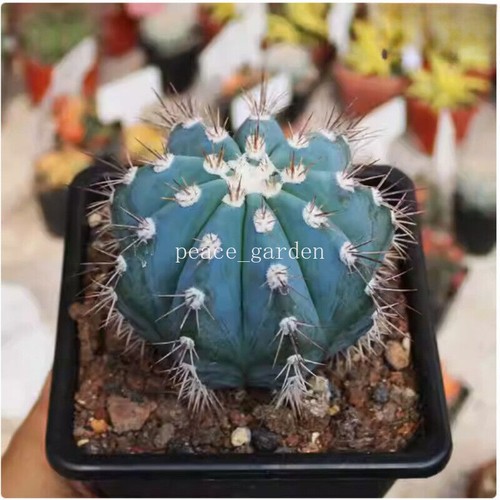 Rara pianta succulenta - , di