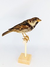 Taxidermy, Cabinet De Curiosites : Passera Sarda  (Passer hispaniolensis)