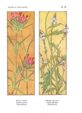 Stampa antica FIORI LIBERTY