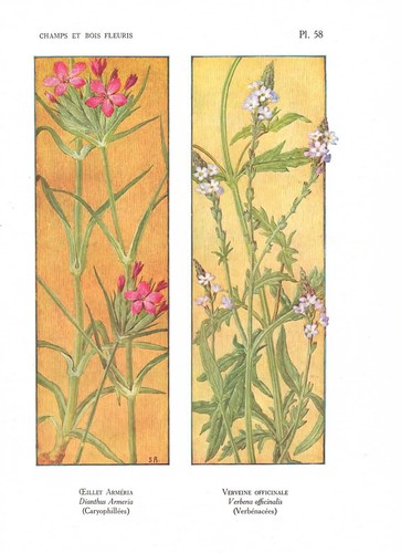 Stampa antica fiori - antica,