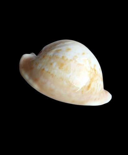 Shell conchiglia cypraea - shell,