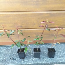 Photinia red robin cm - photinia,