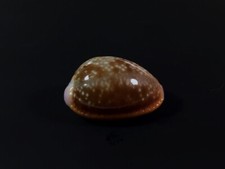 Cypraea helvola argella diego - cypraea,
