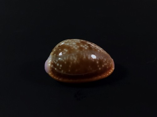Cypraea helvola argella diego - helvola, argella,