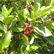 Rhamnus alaternus - alaterno