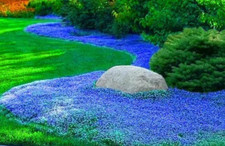 200 Semi Di Fiori Copertura Vegetale Aubrieta Cascade Blue - Berro Di Roccia Blu