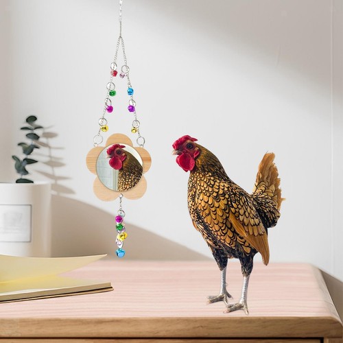 Galline pollo specchio - pollo,