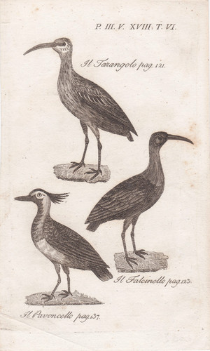 Ornitologia antica incisione - antica,