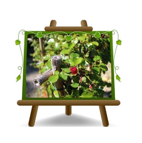 Rosa rampicante - rampicante,