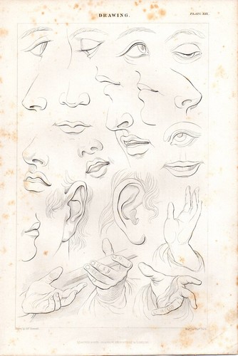 1884 stampa disegno viso - 1884, ~