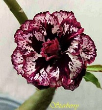 NUOVO! Adenium Obesum Desert