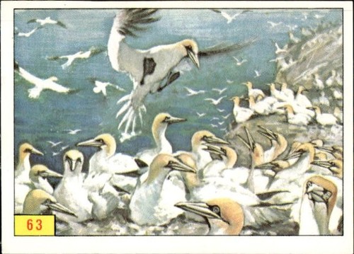 Figurina uccelli panini - figurina,