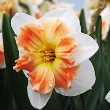 Narcisi cipolle fiori narciso con coppa divisa Drama Queen 3 pz.