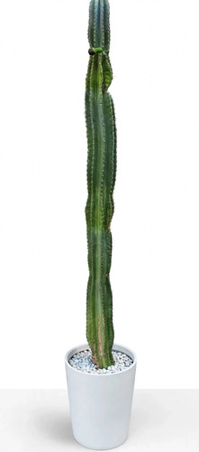 Cactus cereus - cereus,