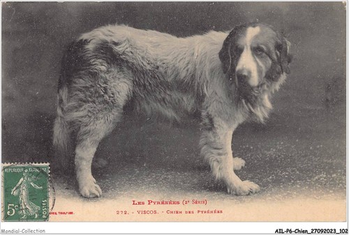 Ailp6 0562 cane - cane,
