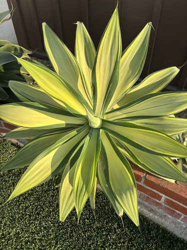 Agave attenuate variegated - agave,